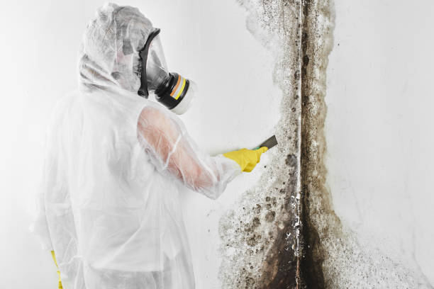 Best Local Mold Removal Service  in King Arthur Park, MT