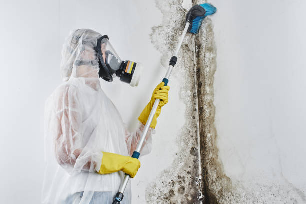 Best Best Mold Removal Companies  in King Arthur Park, MT