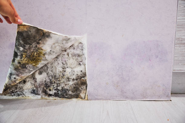 Best Affordable Mold Removal  in King Arthur Park, MT
